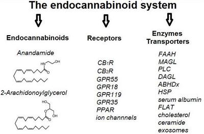 Frontiers | The Endocannabinoid System as a Target in Cancer ...